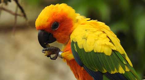 Sun parakeet