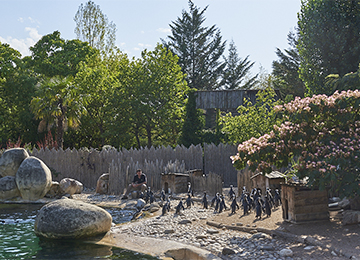 Des Manchots au parc animalier Le PAL