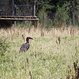 Vue sur un Calao terrestre de Leadbeater dans les hautes herbes au zoo Le PAL