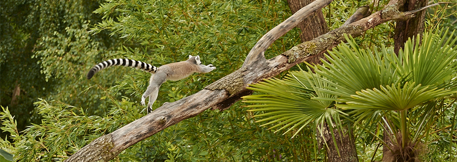 Un Maki Catta courant sur un arbre au parc animalier Le PAL