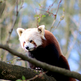 Un panda roux grimpant sur une branche au zoo Le PAL