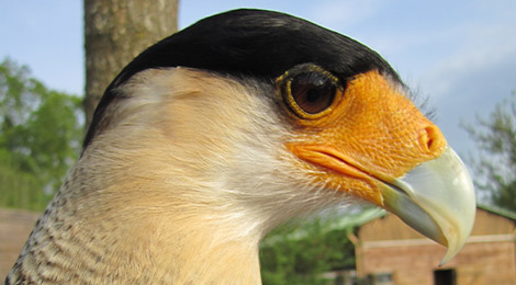 Caracara huppé ou commun