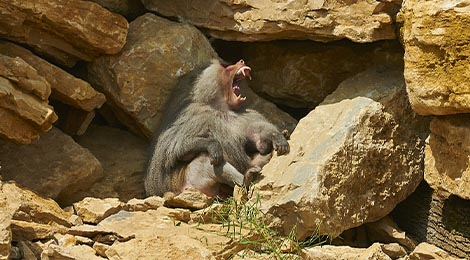 Hamadryas baboon