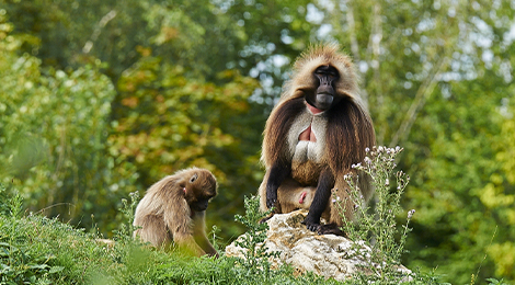 Gelada