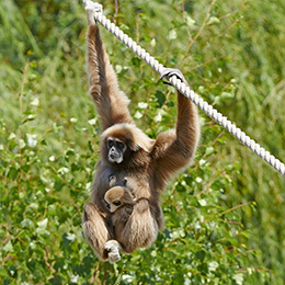 Gibbon à mains blanches suspendu à une corde au zoo Le PAL en Auvergne