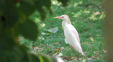 Cattle egret