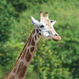 La tête et le cou d'une girafe au zoo Le PAL