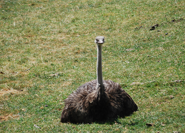 Une autruche couchée dans l'herbe au zoo Le PAL en Auvergne