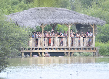 Ponton des hippopotames du PAL pendant le nourrissage journalier