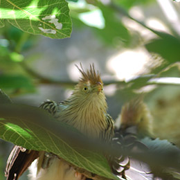 Gros plan sur la tête d'un Guira Cantara au par animalier Le PAL