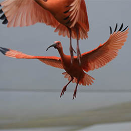 Deux  Ibis rouge en plein vol au parc animalier Le PAL