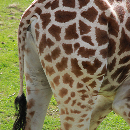 Les girafes  Mammifères Africains