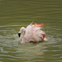 Flamant du Chili qui nage au parc Le PAL dans l'Allier