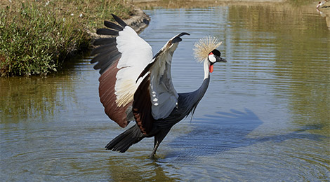 Crowned crane