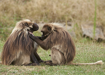 Deux Géladas se touchants au parc animalier Le PAL en Auvergne