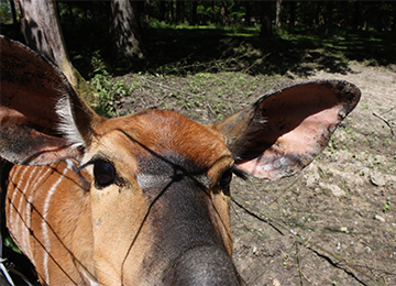 Un gros plans sur les oreilles et les yeux d'un Nyala au zoo Le PAL en Auvergne
