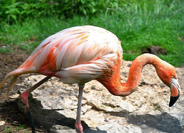 Gros plan sur un flamant du Chili aux plumes roses au parc animalier LE PAL en Auvergne