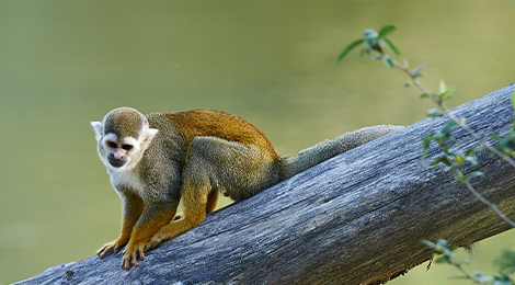 Squirrel monkey