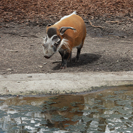 un potamochère au bord de l'eau au parc animalier Le PAL dans l'Allier