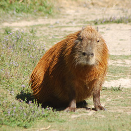 Un Capybara assis au zoo Le PAL dans l'Allier