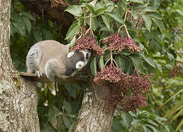 Un Maki Catta cherchant sa nourriture dans une fleur au zoo Le PAL