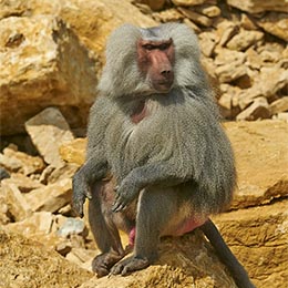 Un Hamadryas assis sur un rocher au zoo Le PAL dans l'Allier