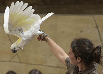 Cacatoès à huppe jaune lors d'un spectacle au parc animalier Le PAL