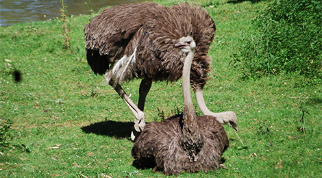 Ostrich