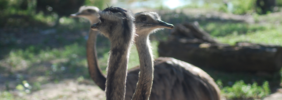 Groupe de Nandous au parc animalier Le PAL en Auvergne