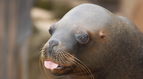 South American sea lion