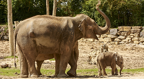 Animation pédagogique des éléphants d'Asie