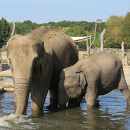 Deux éléphants dans l'eau au parc animalier Le PAL