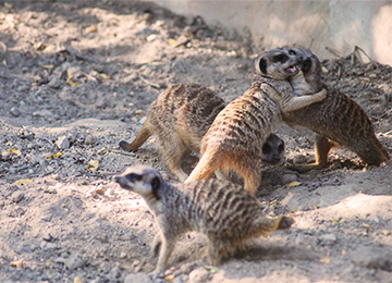 Quatre suricates au zoo Le PAL
