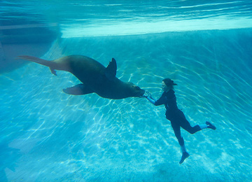 L'animation des otaries au parc animalier Le PAL en Auvergne-Rhône-Alpes