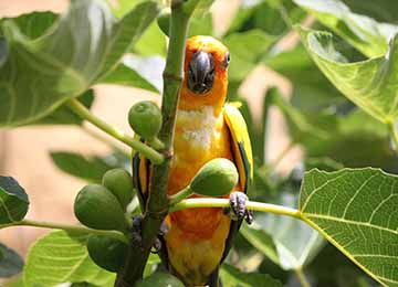 Vue sur une Conure soleil dans un arbre fruitier au par animalier Le PAL