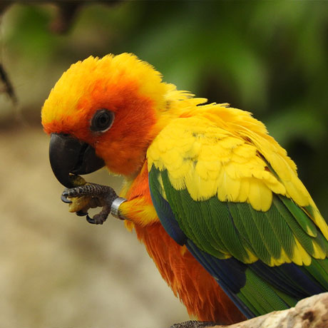 Gros plan sur une Conure soleil et son plumage coloré au parc animalier Le PAL
