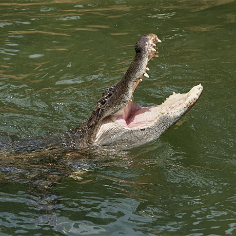 les dents et la gueule d'un alligator du Mississipi au parc animalier Le PAL