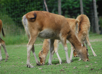 Petits cerfs du père David qui broutent de l'herbe au parc animalier Le PAL