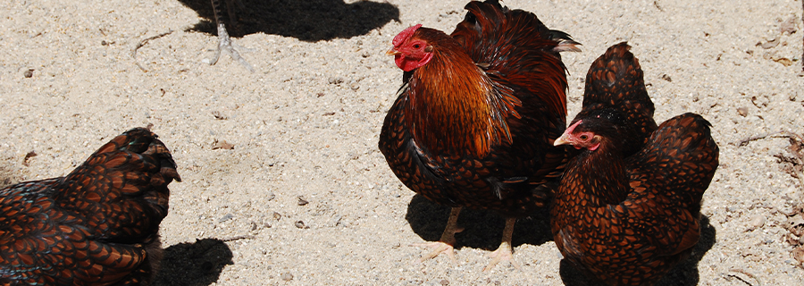 Vue sur deux poules Wyandottes au parc animalier Le PAL dans l'Allier