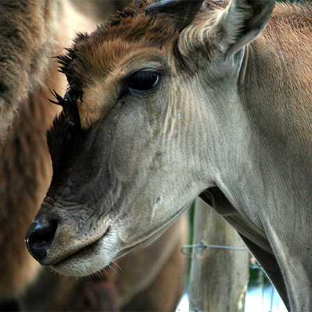 Gros plan sur un petit éland du Cap au parc animalier Le PAL en Auvergne