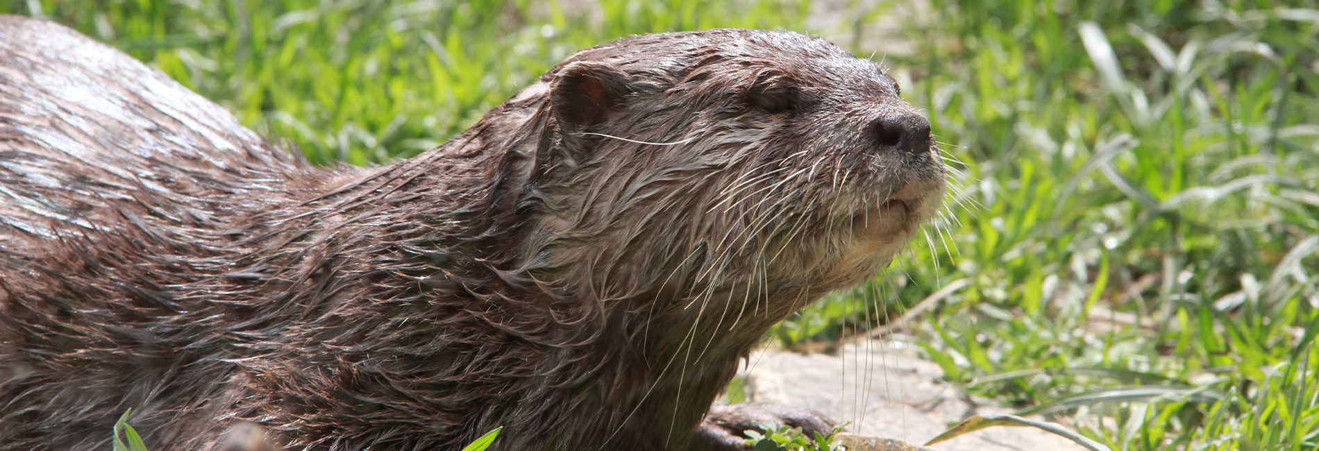 Une Famille Chez Les Loutres Actualites Et Nouveautes Au Pal Parc D Attractions Et Parc Animalier