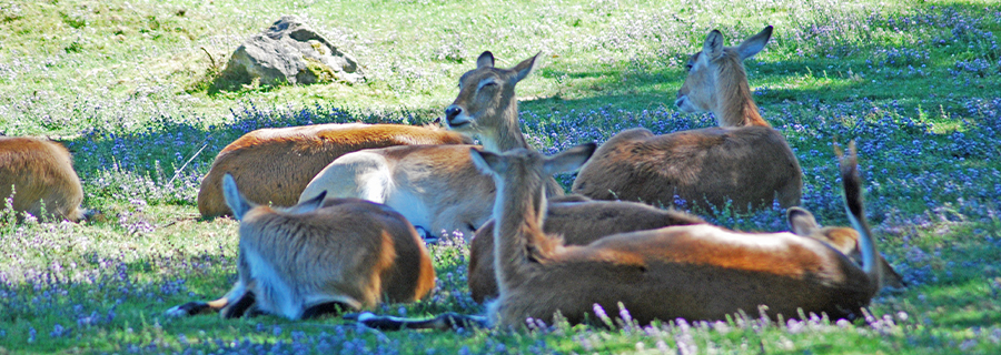 Cobes de Lechwe allongés à l'ombre dans l'herbe au parc animalier Le PAL en Auvergne