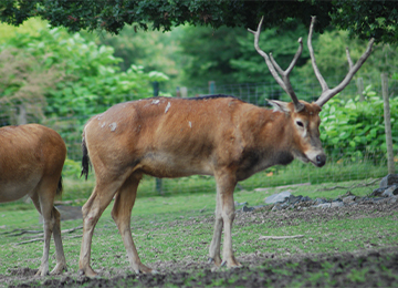 Grand cerf du père David au parc animalier Le PAL en Auvergne