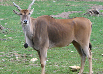 Vue sur un éland du Cap au parc animalier Le PAL