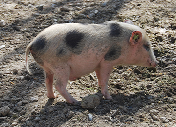 Gros plan petit cochon nain au zoo Le PAL dans l'Allier