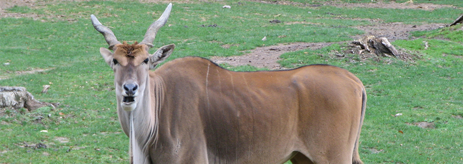 Grand éland du Cap au parc animalier Le PAL eu Auvergne