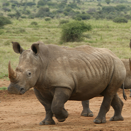 Vue sur un rhinocéros blanc qui marche sur un chemin de terre au zoo Le PAL