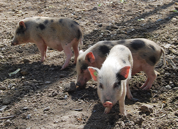 Vue sur trois petits cochons nains aux taches noires au parc animalier Le PAL