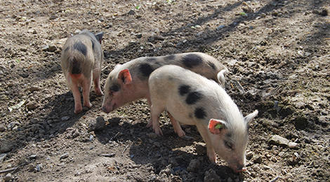 Cochon miniature de Göttingen