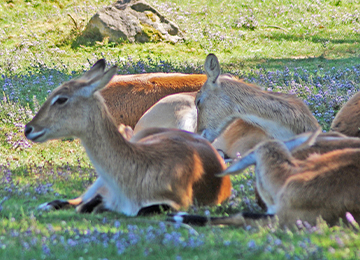 Gros plan sur un cobe de Lechwe allongé dans l'herbe au parc animalier Le PAL